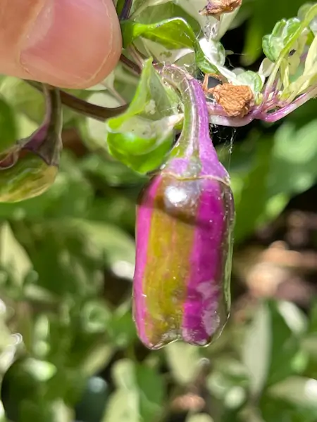 Anguria Pepper Anguria Pepper